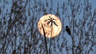 the full moon in the night sky