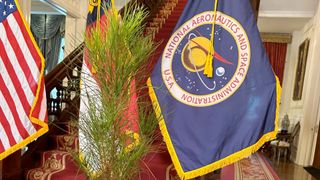 a pine tree sapling stands in front of an american flag and a blue nasa flag inside a white-walled room